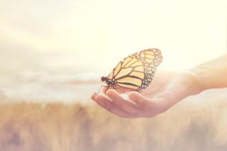 Motýl sedíví na ruce v mírném snivém protisvětle.
